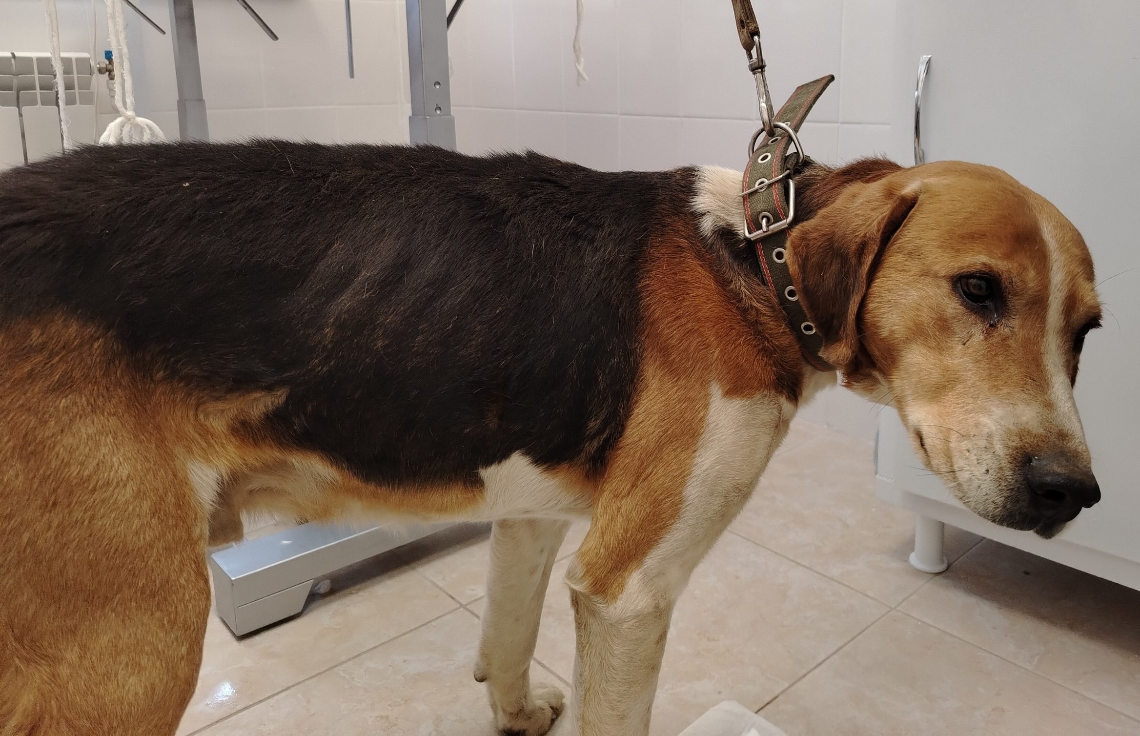 Саратовские ветеринары спасли семилетнюю собаку с абсцессом